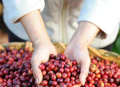 От зерна к напитку 