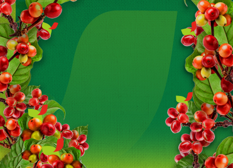 Радикальное обновление кофейных деревьев!